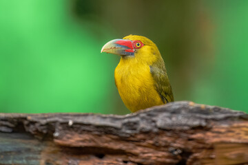 Naklejka premium Saffron toucanet (Pteroglossus bailloni) calling with open beak on a mossy branch in the Atlantic Forest, Brazil.