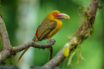 Naklejka premium Saffron toucanet (Pteroglossus bailloni) calling with open beak on a mossy branch in the Atlantic Forest, Brazil.