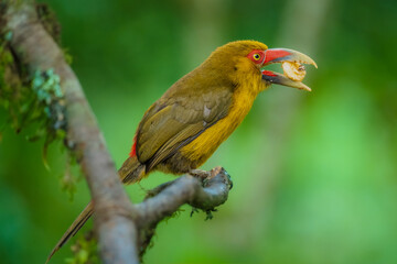 Naklejka premium Saffron toucanet (Pteroglossus bailloni) calling with open beak on a mossy branch in the Atlantic Forest, Brazil.