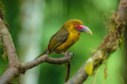 Saffron toucanet (Pteroglossus bailloni) calling with open beak on a mossy branch in the Atlantic Forest, Brazil.