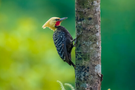 Blond-crested Woodpecker (Celeus flavescens) perched on a tree trunk in the Atlantic Forest of Brazil, South America.
