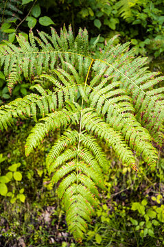 Sunlit fern fronds on mossy forest floor