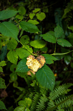 Woodland fern cluster in dappled forest light