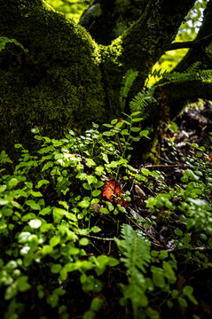 Fresh green fern unfurling on damp forest ground
