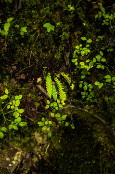 Sunbeam highlighting fern leaves in dark woodland