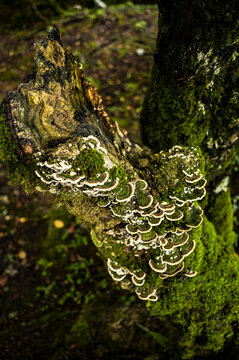 Bright moss cushion on decaying forest tree stump