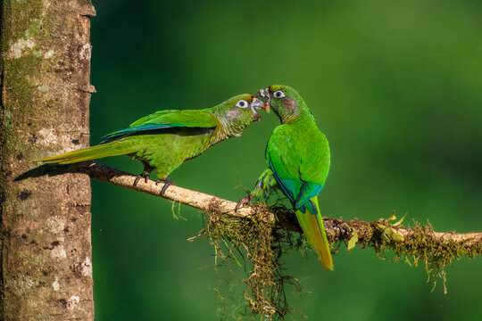 Maroon-bellied parakeet (Pyrrhura frontalis) perched on a mossy branch, Atlantic Forest, Brazil.