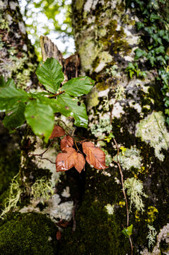 Delicate lichen texture on weathered forest wood
