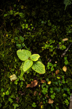 Ivy leaves weaving through mossy forest undergrowth