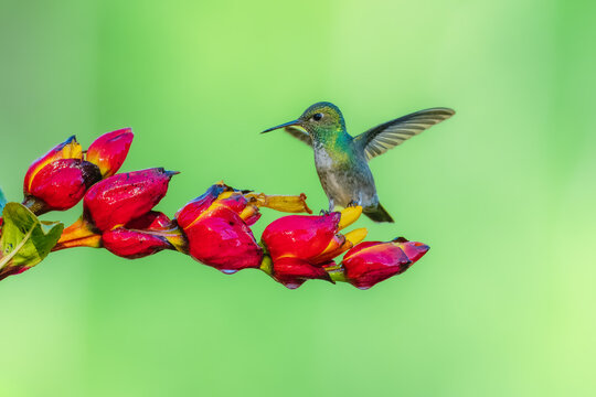 A Versicolored Emerald hummingbird perched on a bright red tropical flower at Trilha dos Tucanos in Brazil.