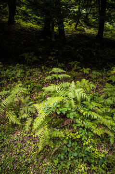 Sunlit fern patch glowing in a dark forest clearing