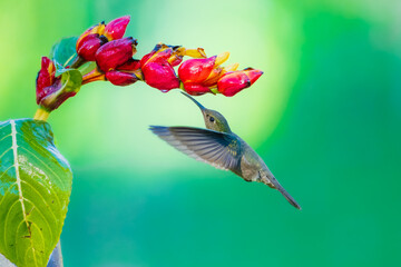 Fototapeta premium A stunning hummingbird Sombre Hummingbird hovering in mid-air to feed on bright red and yellow tropical flowers, set against a smooth green background in Brazil.