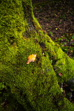 Golden leaf glowing among dense green forest moss