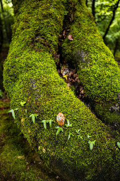 Moss covered tree fork with delicate ivy leaves