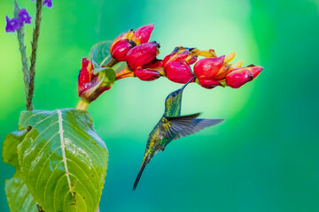 Naklejka premium Violet-capped woodnymph hummingbird (Thalurania glaucopis) male hovering in mid-air and feeding on red flower nectar, Atlantic Forest, Brazil.