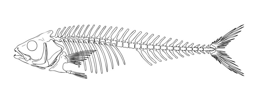 Simple fish bone outline vector illustration for seafood restaurant menu or fishing logo placement.