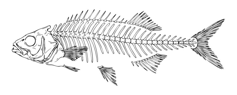 Detailed line art fish skeleton anatomy with precise bone structure for educational scientific use.
