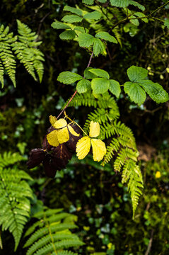 Fern fronds unfurling above soft green forest moss
