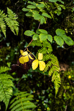 Bramble leaves turning yellow among forest ferns