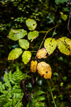 Fern and bramble leaves layered on forest ground
