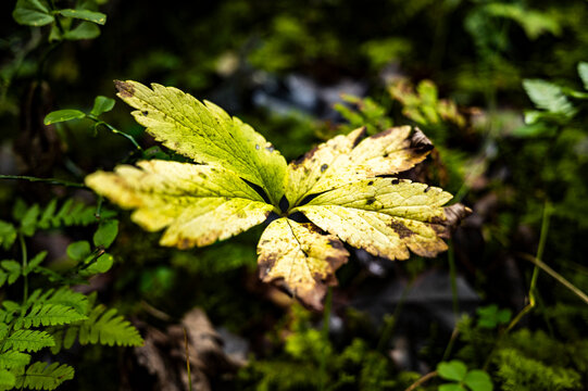 Weathered autumn leaf entangled in forest moss