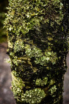 Forest floor moss cluster among fallen leaves