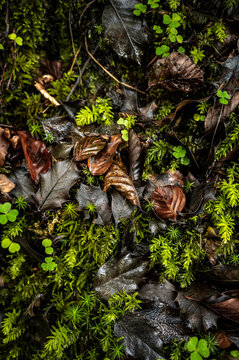  Fallen leaves in forest