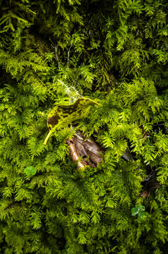 Dried leaf detail among moss and dry forest leaves