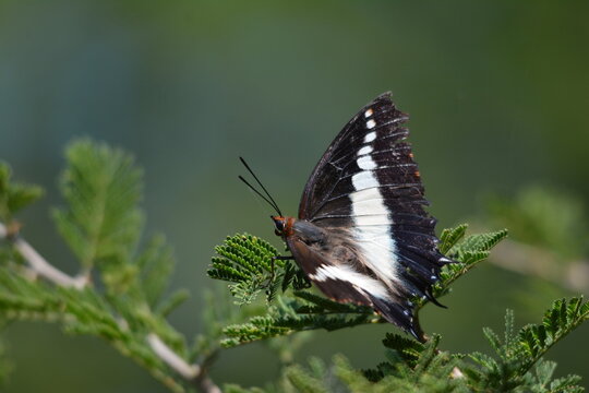 Two-tailed Pasha butterfly on foliage at Nkonkoni Fishing Camp, Jozini Dam