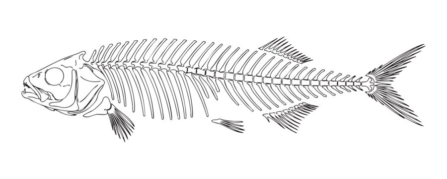 Detailed hand drawn fish skeleton line art illustration representing marine biology fossil concepts.