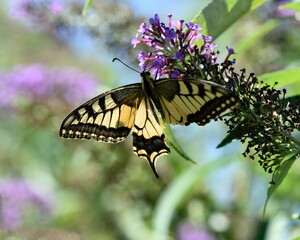 Papillon avec une aile manquante © PHILETDOM