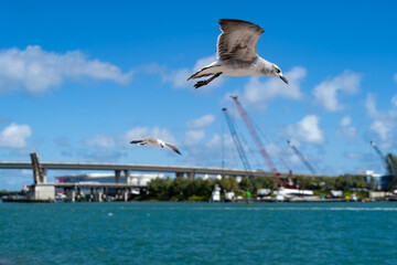 Naklejka premium Two seagulls flying over harbor with bridge and construction cranes