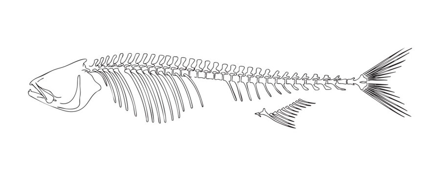 Detailed hand drawn fish skeleton illustration featuring anatomical structure for biology research.