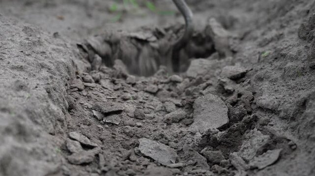 Ground-level view shows loose soil breaking apart inside shallow furrow as curved metal tool works through dry earth, with soft focus background, muted daylight, rough texture, and practical farm mood