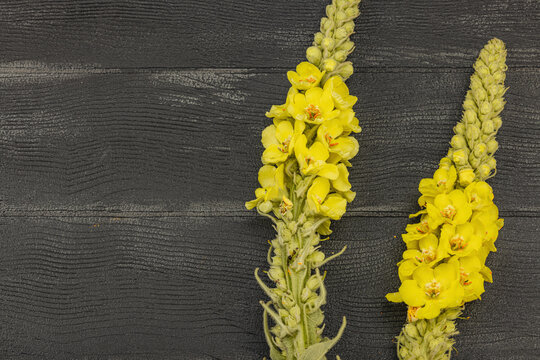Fresh yellow Verbascum thapsus flowers on black background, symbol of herbal medicine