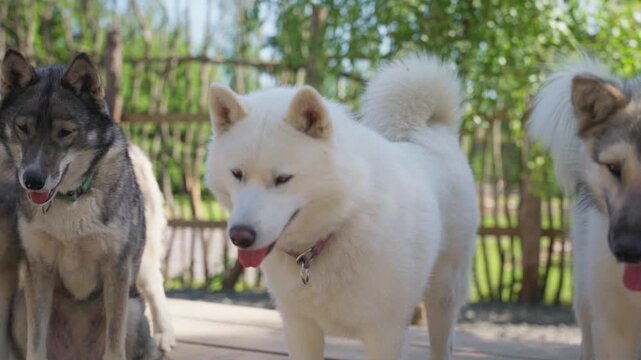 Four husky dogs stand close together on wooden platform in bright daylight, with open mouths, calm expressions, fluffy coats, and soft shadows against blurred fence and greenery in backyard setting