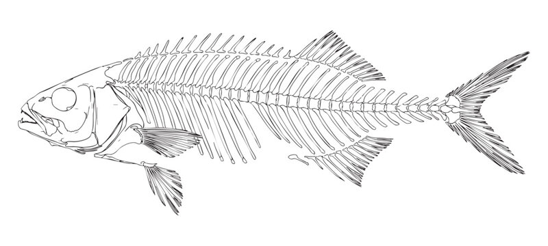 Detailed fish skeleton outline drawing isolated on transparent background for biology.
