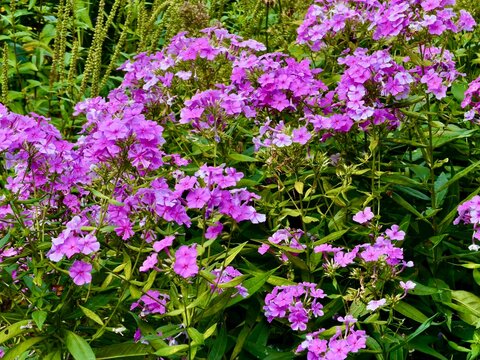 pink flowers in the garden