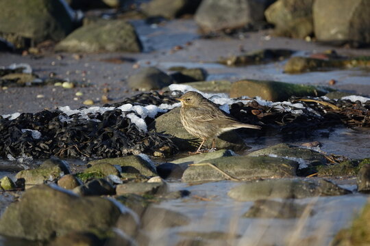 the rock pipit (Anthus petrosus)