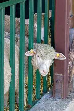 Sheep head peaking from metal fence inside countryside farm
