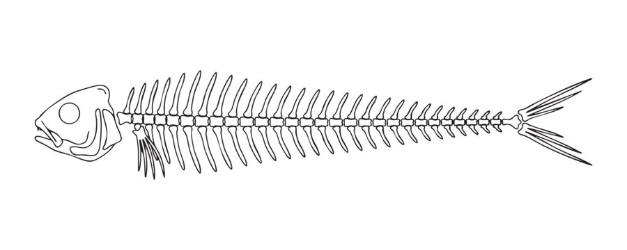Long fish skeleton linear design illustration for gothic tattoo drawing and medical study posters.