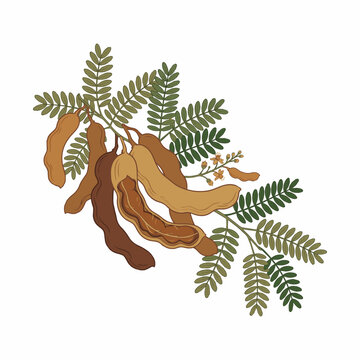 Botanical illustration depicts tamarind pods with fern like foliage against a white background tamarinds