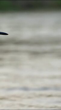 Abstract close up of a dark bird beak silhouetted against a blurred light background silhouette animal wildlife blur avian