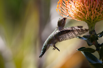 Naklejka premium Beautiful wings on an Anna's hummingbird feeding from an orange pincushion flower in a garden in San Diego California. 