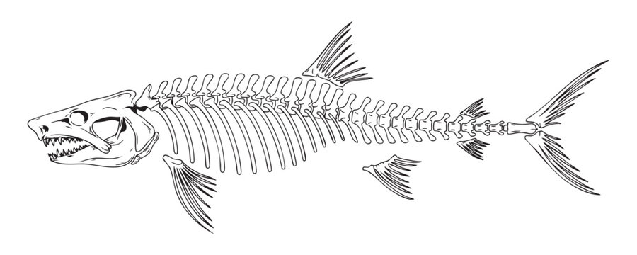Detailed fish skeleton line art drawing for seafood restaurant branding and educational anatomy.