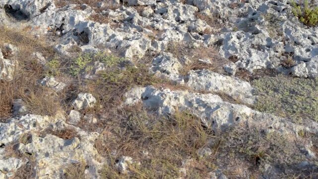 VEGETAZIONE DELLA MACCHIA MEDITERRANEA TRA LE ROCCE CARSICHE SULLA COSTA DEL SALENTO