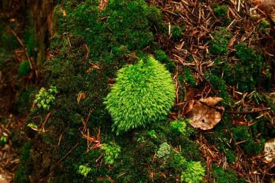 Macro view of vibrant green moss covering a forest floor with pine needles