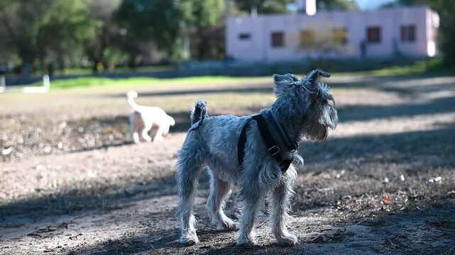 Miniature schnauzer dog standing alertly in a sunny park