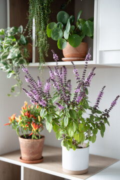 Homegrown blooming aromatic Thai Basil and potted chili pepper with peppers, houseplants (Pilea, Epipremnum and Peperomia prostrata plants) growing on kitchen cabinet 