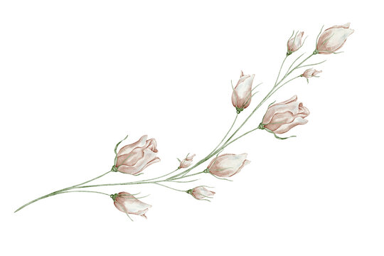 Watercolor rose branch. Botanical floral illustration on isolated background. Delicate flowering stem with soft pink buds and elegant foliage. Flower for wedding invitations, romantic stationery.
